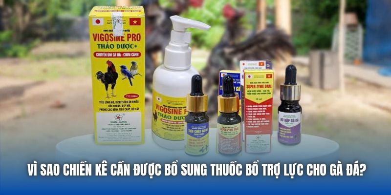 Vì sao chiến kê cần được bổ sung thuốc bổ trợ lực cho gà đá?