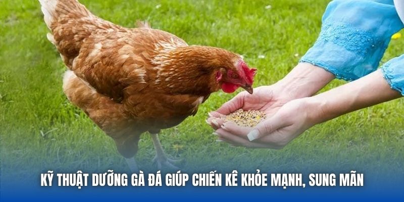 Kỹ Thuật Dưỡng Gà Đá Giúp Chiến Kê Khỏe Mạnh, Sung Mãn